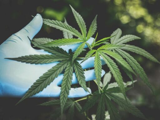 cannabis-medica-norme